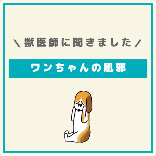 ワンちゃんも風邪をひくの?