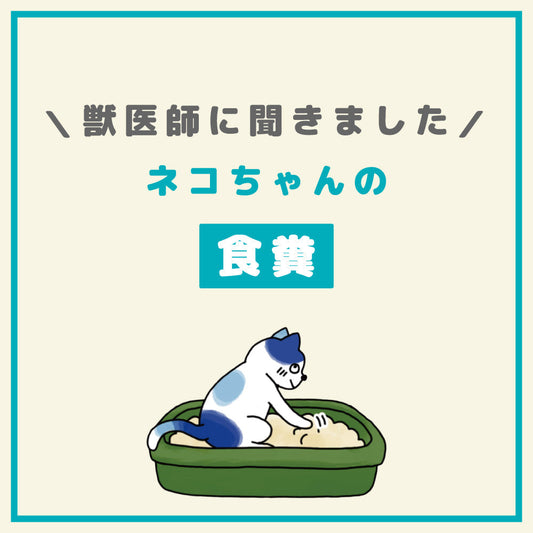 ネコちゃんがウンチを食べてしまうのはどうして?
