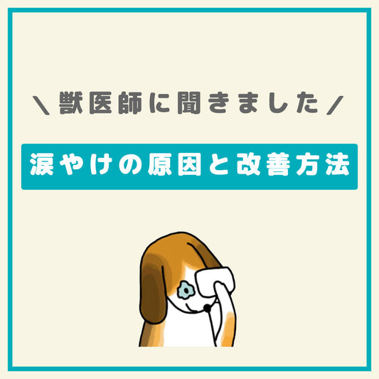 涙やけの原因と改善方法