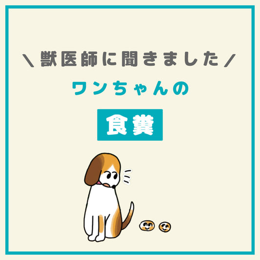 ワンちゃんの食糞 どうしたらいいの？