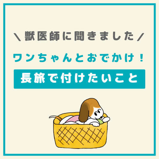 ワンちゃんとおでかけ！ 長旅やお泊り旅で気を付けたいこと