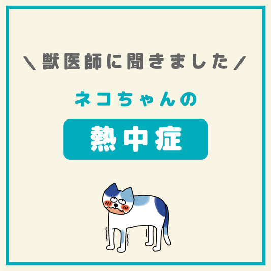 ネコちゃんも熱中症には要注意！