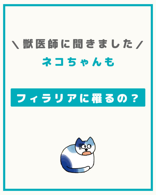 ネコちゃんもフィラリアに罹るの？