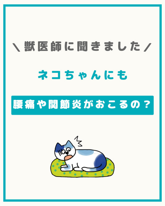 ネコちゃんにも腰痛や関節炎が起こるの？