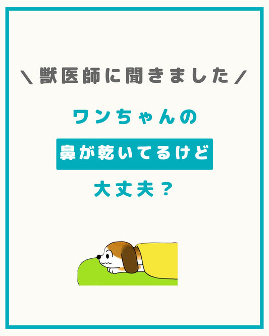 ワンちゃんの 鼻が乾いてるけど 大丈夫？