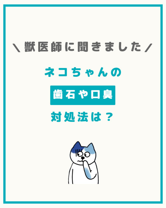 ネコちゃんの歯石や口臭 どうやって対処したらいいの？