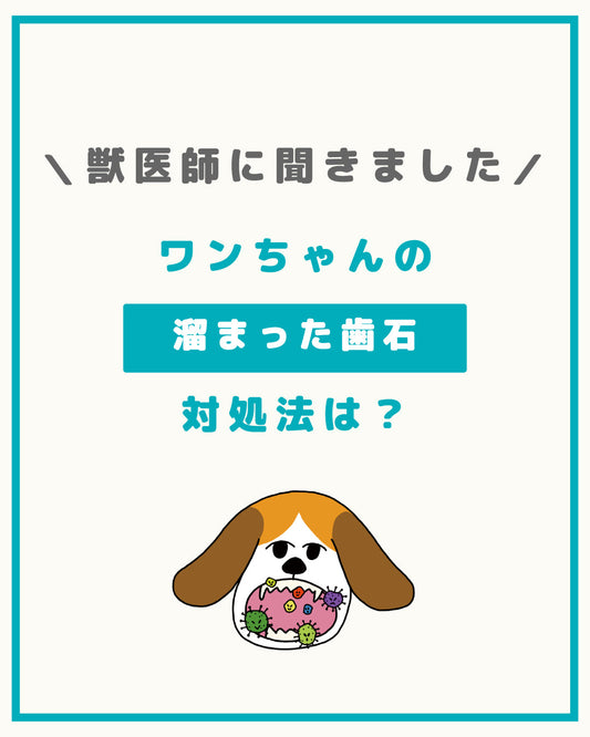 ワンちゃんの溜まった歯石の注意点や対処法は？