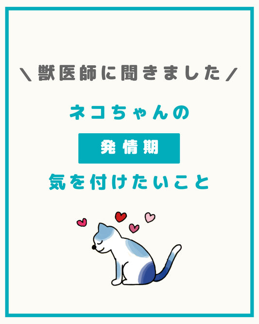 ネコちゃんの発情期に気を付けたいこと
