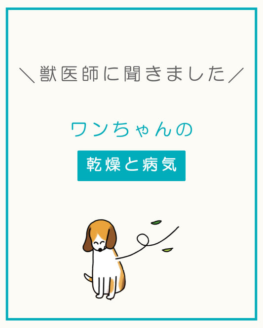 【乾燥要注意の季節】ワンちゃんに起こりうる病気と対処法