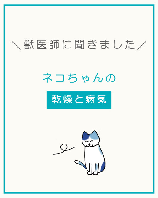 乾燥により猫ちゃんが起こしやすい病気と その対処法