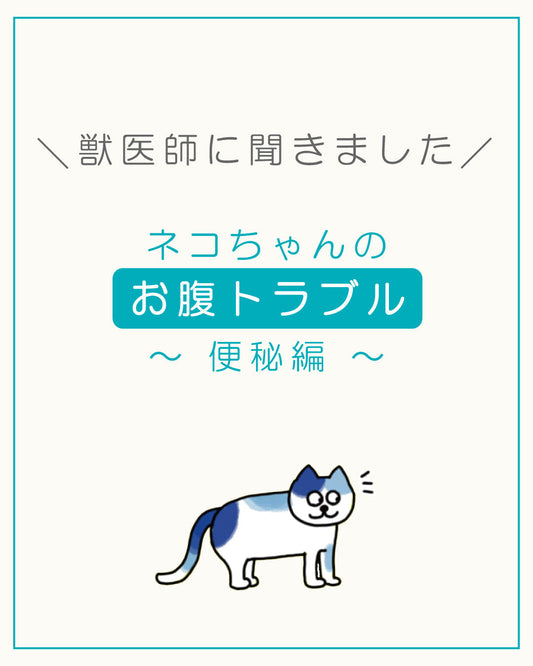 ネコちゃんのお腹トラブル うんちが硬い？  ~便秘編~