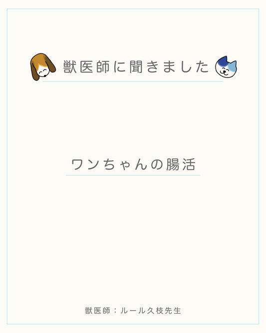 ワンちゃんの腸活