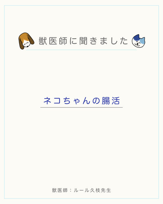 猫ちゃんの腸活