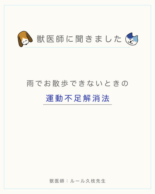 雨でお散歩できないときの 運動不足解消法