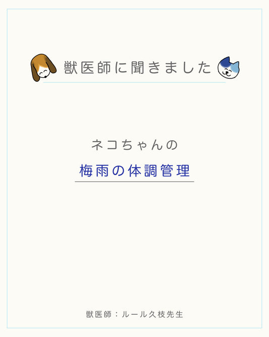 ネコちゃんの梅雨の体調管理