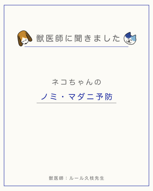 【ネコちゃんのノミ・マダニ予防】予防薬は必要？ 予防薬の注意点
