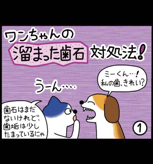 ワンちゃんの 溜まった歯石 対処法！