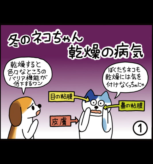 冬のネコちゃん 乾燥の病気