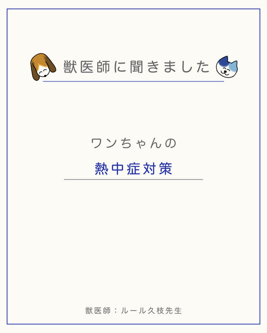 【犬の熱中症対策】お留守番で気をつけること